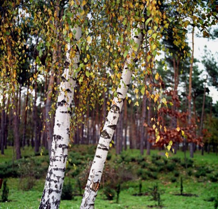 Последние краски осени