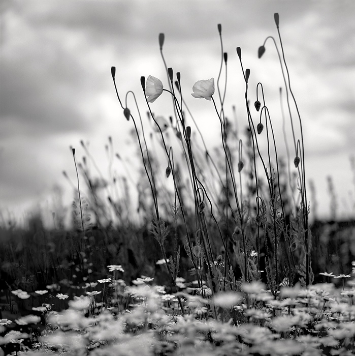 fragile landscape