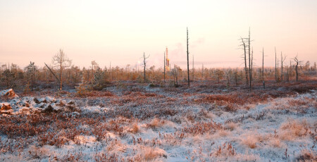 Гармония севера