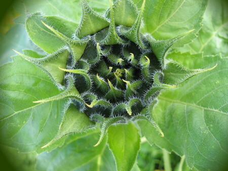 Рождение Подсолнуха!