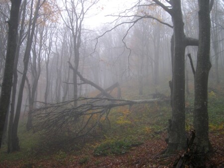 Волшебный лес