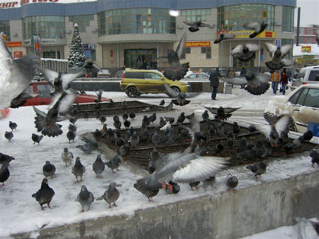 Так ли страшен птичий грипп?