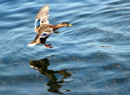 Мягкая посадка...