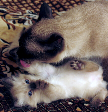 Чистота - залог здоровья :)