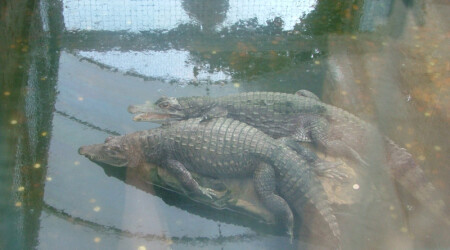 Хорош спать, поплыли деньги собирать.