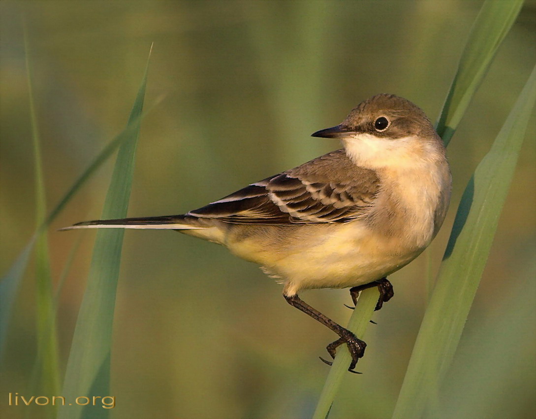 Желтая Трясогузка Yellow Wagtail Motacilla Flava.
