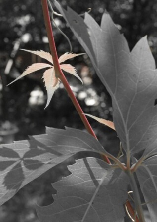 Small Red Sharp