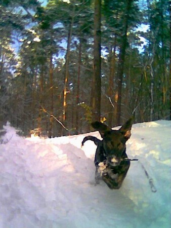 I&#039;m a SUPER DOOOOG!!!