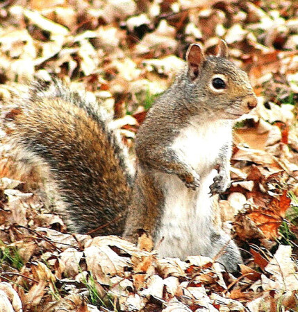 Белка-американка