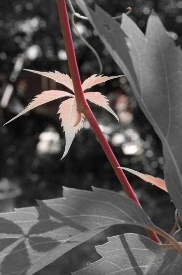 Small Red Sharp crop2