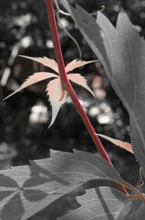 Small Red Sharp crop2