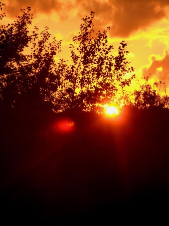 лиственный закат