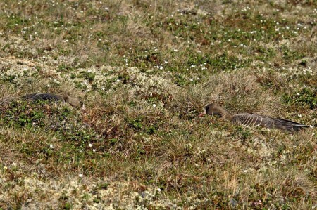 Игры в прятки #3