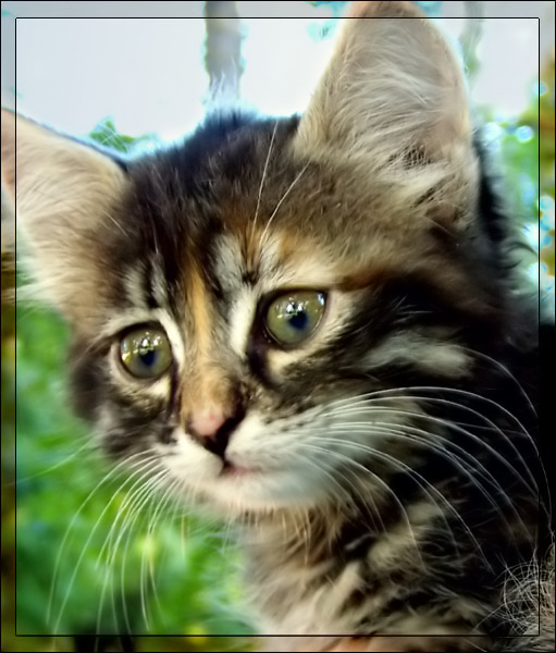 котенок