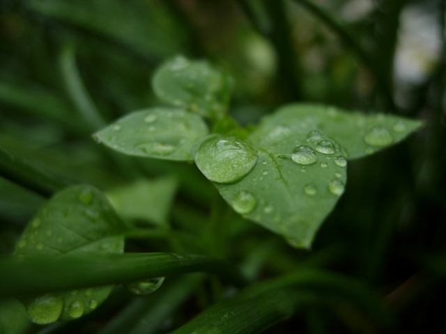 Leaves after the Rain