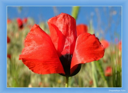 Красный мак