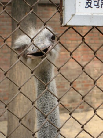 В Китайском зоопарке