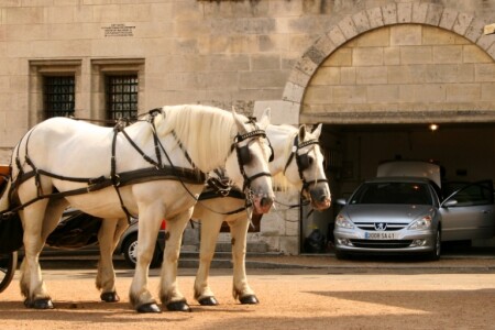 Французские кони: 2 к 120