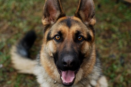 Доверие и наивность