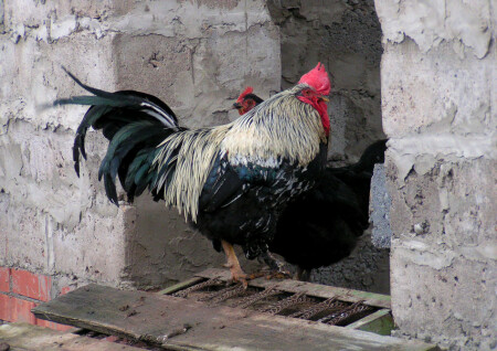 Я построил тебе новый дом