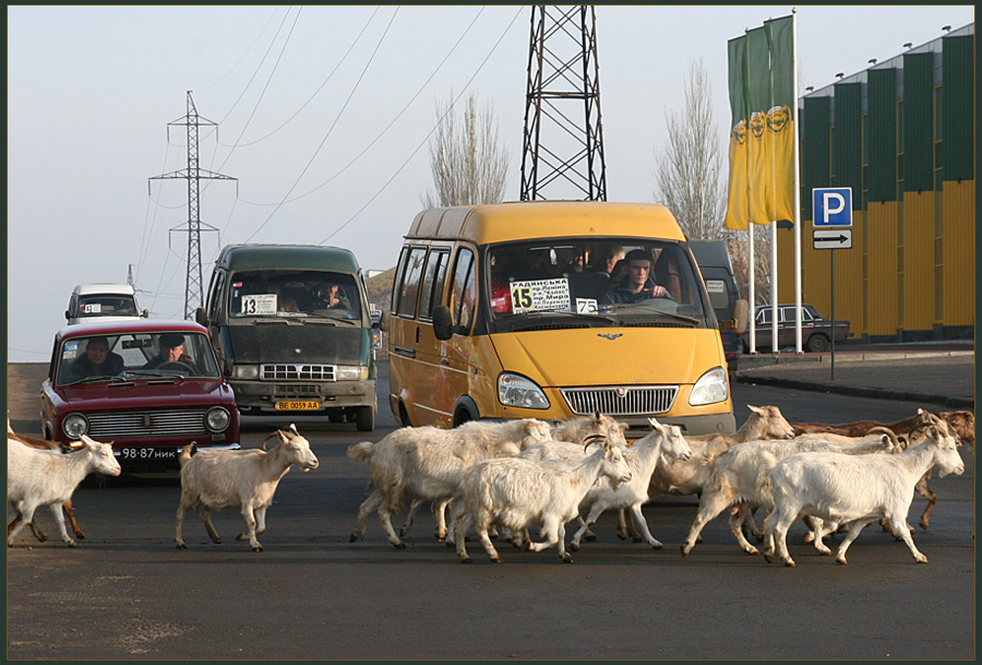 Рога и копыта