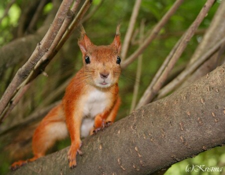 Белка-фотомодель