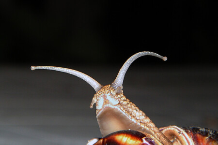 &amp;quot;идентификация&amp;quot;