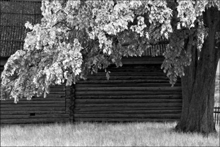 Черно-белый деревянный этюд