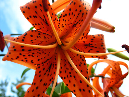 Тигровая лилия