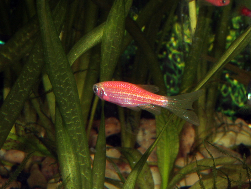 GloFish
