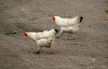 Новая порода. Марафонские-Бройлеры