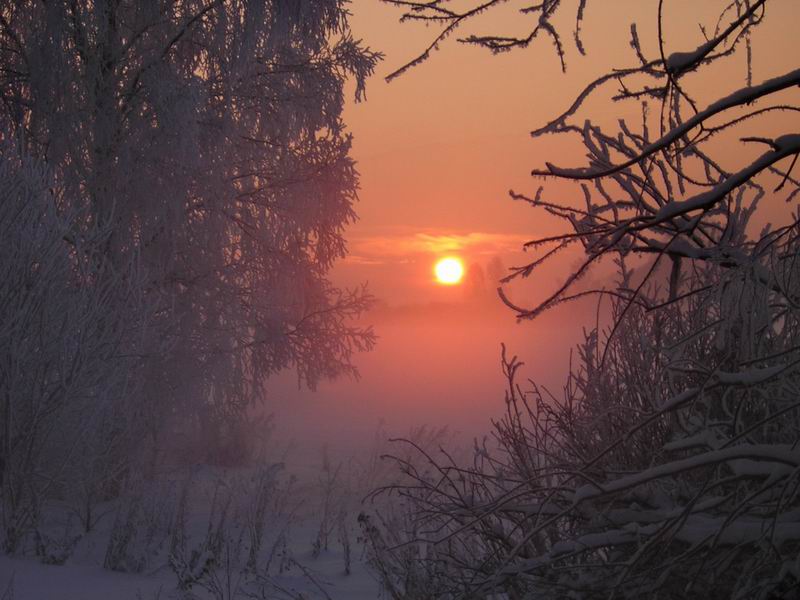Закат в лесу