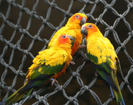 10461 Parrots Show
