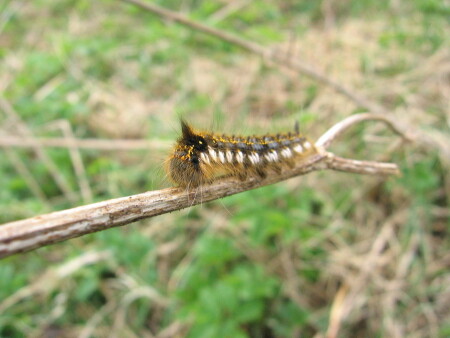 Николаевский экспресс