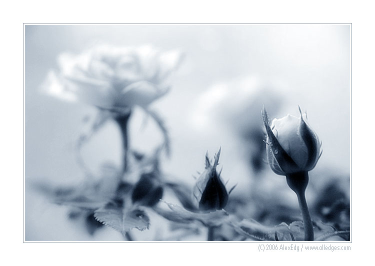 roses