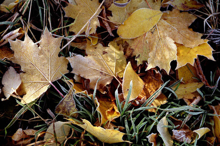 ICE[leaves]