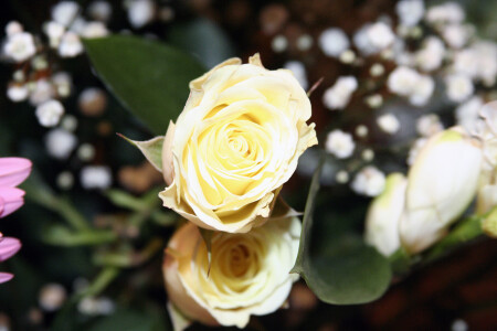 Чайная роза