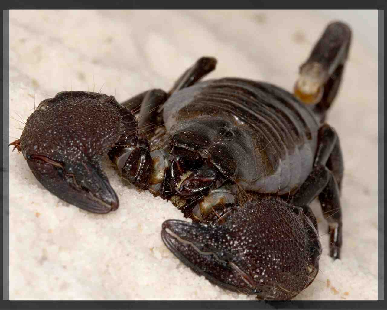 Мой домашний друг