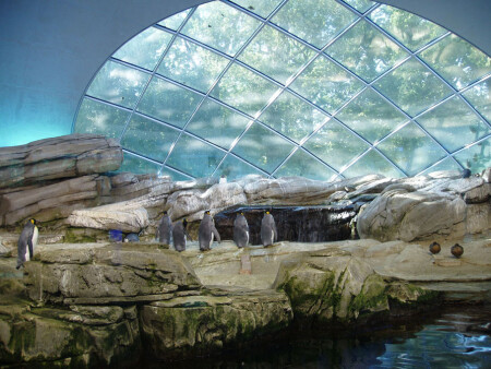 *северное сияние*