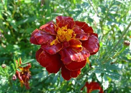 Утренний цветок