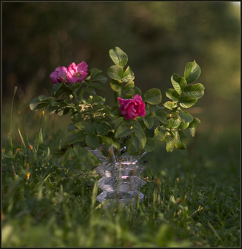 Фото про шиповник