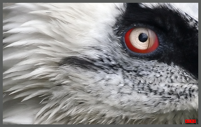 AERO Eyes #3