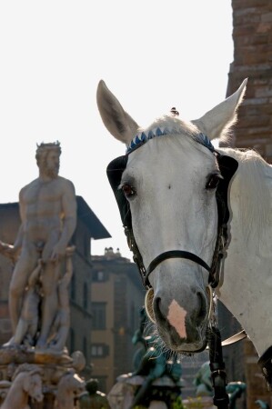 Firenze.
