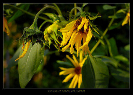 #THE END OF SUNFLOWER SUMMER#