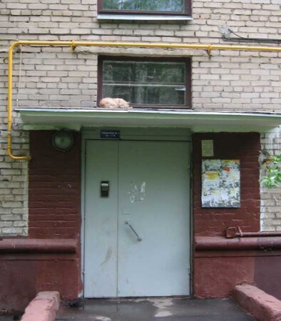 кошачьи сны