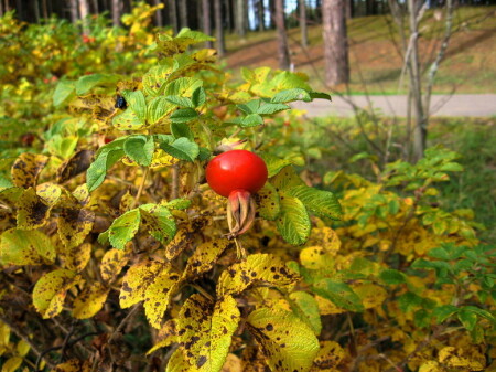 Осень 2006г - 11)