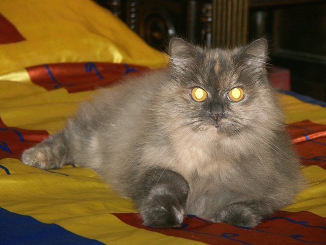 Кассандра