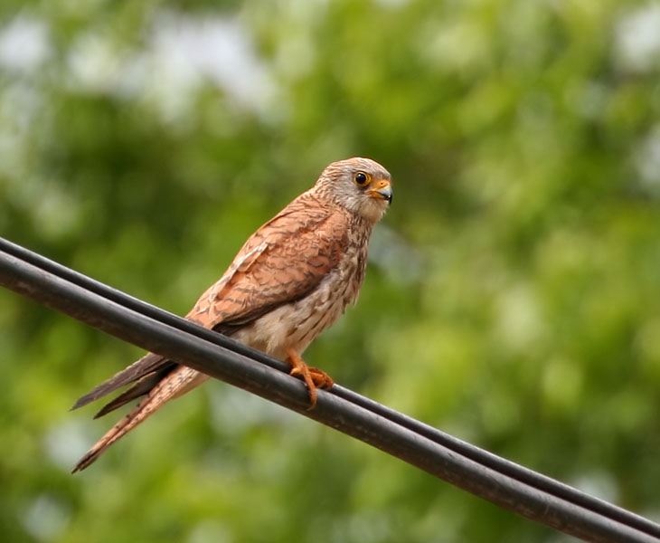 11631 Falcon