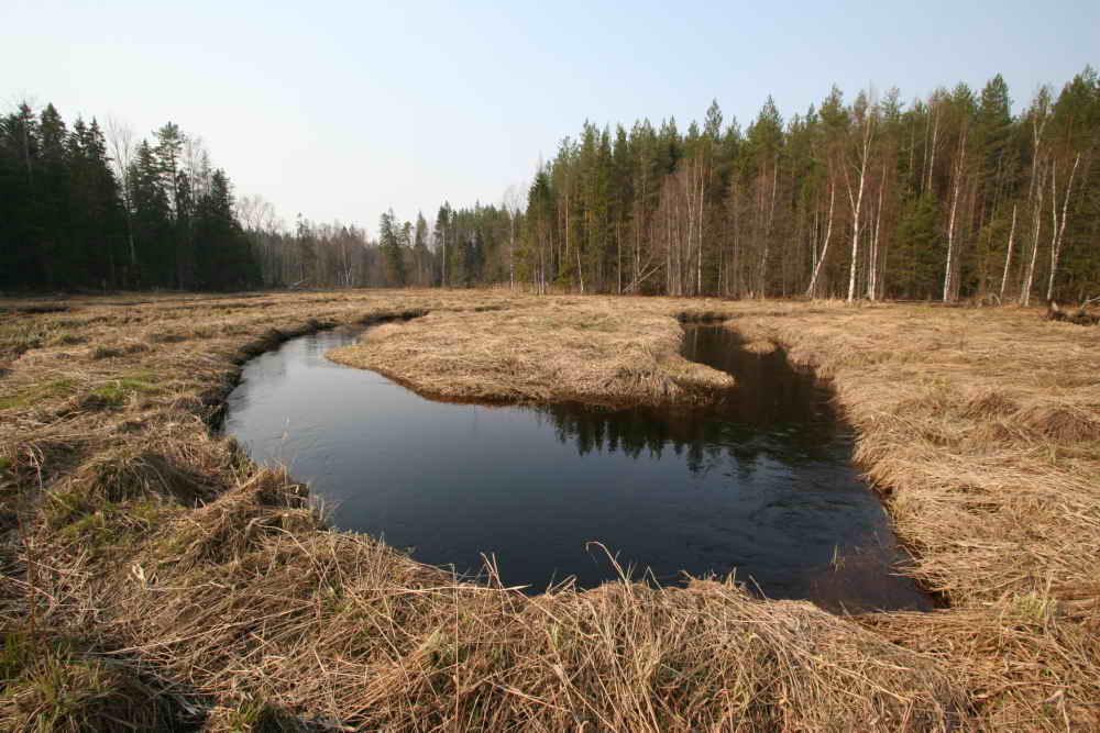 Лесная речка