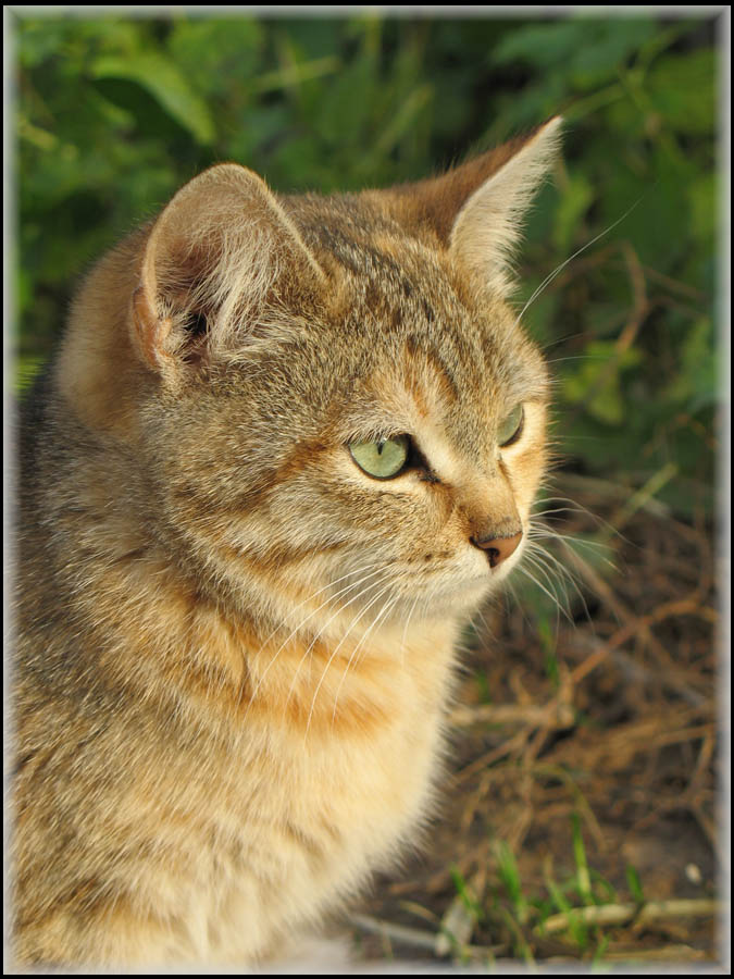 - кошак -